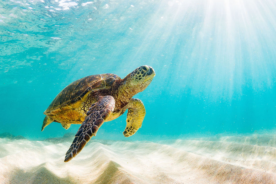 Turtle in Water with Sun Shining Through 120x80cm