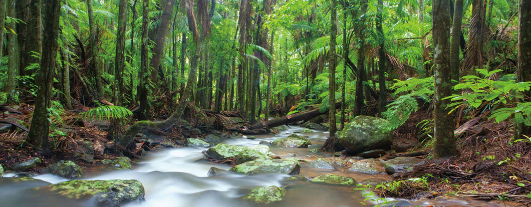 Mt Tamborine 180x70cm (#577)