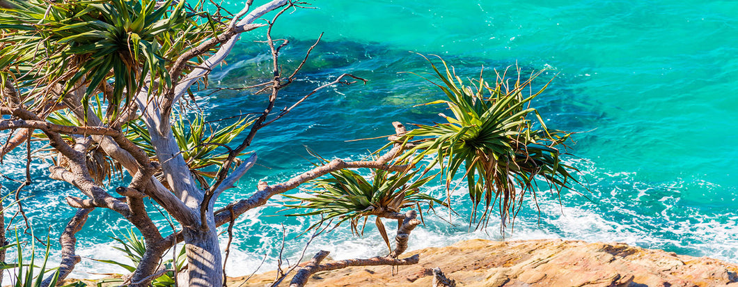 Pandanus at North Stradbroke Island 180x70cm