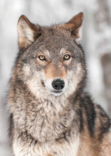 Load image into Gallery viewer, Wolf Face 50x70cm (#243)
