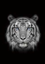 Load image into Gallery viewer, Tiger with Blue Eyes 50x70cm (#241)
