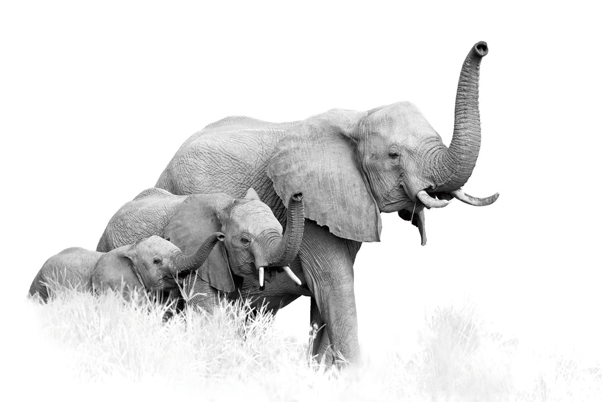 Family of Elephants 90x60cm (#2340)