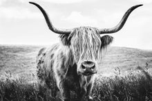 Load image into Gallery viewer, Highland Cow with Large Horns 90x60cm (#1336)
