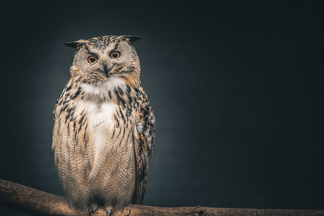 Owl on Branch 90x60cm (#1389)